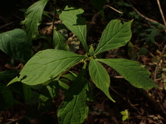 Hybanthus concolor