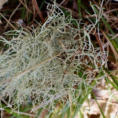 Usnea subfloridana