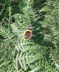 Vanessa atalanta atalanta