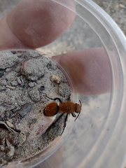 Dasymutilla bioculata