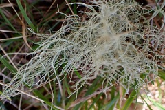 Usnea subfloridana