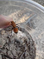 Dasymutilla bioculata