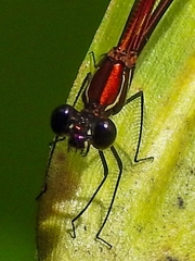 Hetaerina miniata