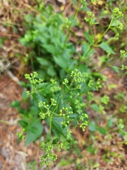 Ageratina