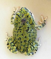 Anaxyrus debilis
