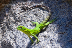 Ctenosaura hemilopha