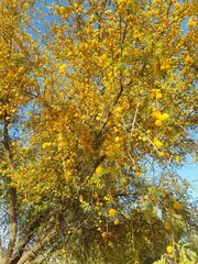Parkinsonia florida