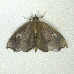 Perispasta caeculalis