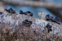 Biscogniauxia marginata