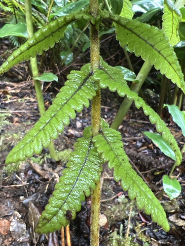 Hoiokula sandwicensis