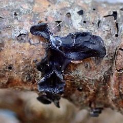 Biscogniauxia marginata
