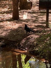 Corvus