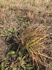 Sporobolus vaginiflorus