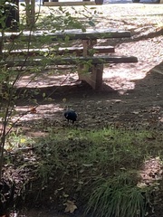 Corvus