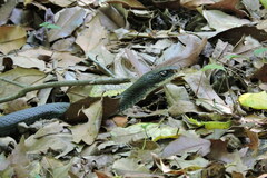 Coluber constrictor constrictor