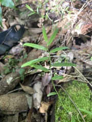 Geitonoplesium cymosum