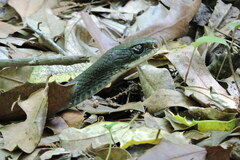 Coluber constrictor constrictor