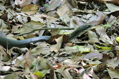 Coluber constrictor constrictor