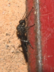 Bibionidae