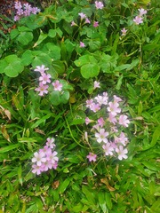 Oxalis debilis