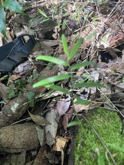 Geitonoplesium cymosum