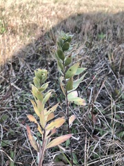 Sporobolus vaginiflorus