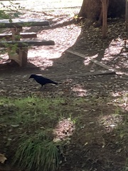 Corvus