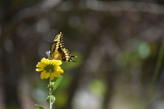 Heraclides cresphontes