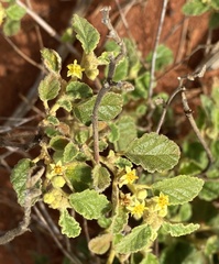 Androcalva loxophylla