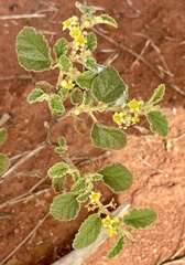 Androcalva loxophylla