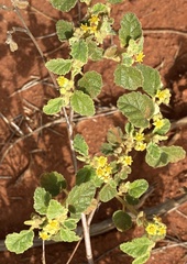Androcalva loxophylla