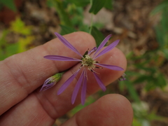 Symphyotrichum phlogifolium