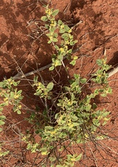 Androcalva loxophylla