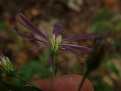 Symphyotrichum phlogifolium