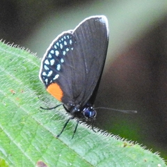 Eumaeus godartii