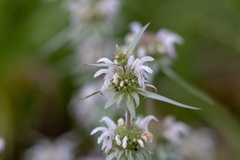 Monarda citriodora austromontana
