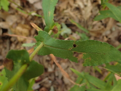 Symphyotrichum phlogifolium