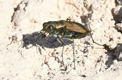 Cicindela obsoleta obsoleta