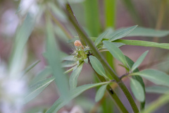 Monarda citriodora austromontana