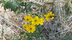 Coreopsis major