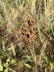 Juncus greenei