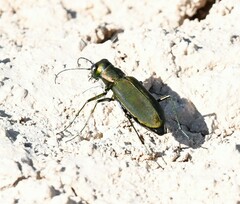Cicindela obsoleta obsoleta