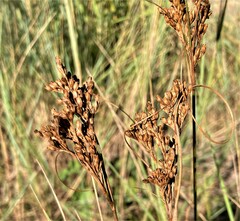 Juncus greenei