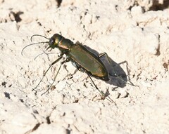Cicindela obsoleta obsoleta