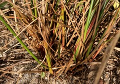 Juncus greenei
