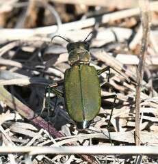 Cicindela obsoleta obsoleta