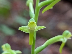 Habenaria floribunda