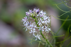 Thelypodium wrightii