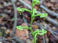 Habenaria floribunda
