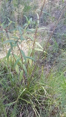 Helianthus schweinitzii